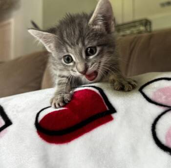 Thyme -  Tabby and Domestic Short Hair Cat for Adoption in Buford, Georgia - Thyme | PetCurious