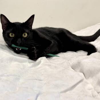 Charlie Day -  Domestic Short Hair Cat for Adoption in Springfield, Oregon - Charlie Day | PetCurious