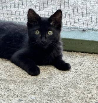 Godiva -  Domestic Long Hair Cat for Adoption in Plumerville, Arkansas - Godiva | PetCurious