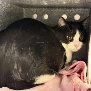 Domestic Short Hair Cats Available for Adoption in Daytona Beach, Florida - Puma | PetCurious