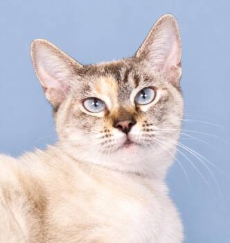 CUPCAKE -  Siamese Cat for Adoption in Pasadena, California - CUPCAKE | PetCurious