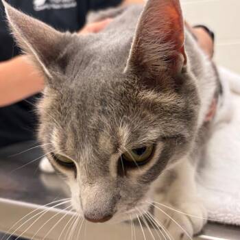 Baylee -  Domestic Short Hair Cat for Adoption in Murray, Utah - Baylee | PetCurious