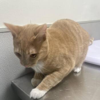 Domestic Short Hair Cats Available for Adoption - Lucky | PetCurious