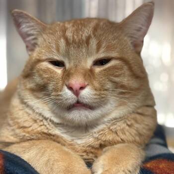 Triple Dipper -  Domestic Short Hair Cat for Adoption in Davenport, Iowa - Triple Dipper | PetCurious