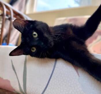 Peach -  Domestic Short Hair Cat for Adoption in Andover, Minnesota - Peach | PetCurious