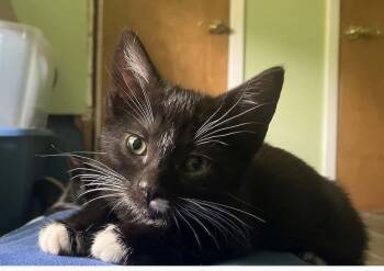 Sally - Riley Fuzzell -  Domestic Short Hair Cat for Adoption in Spring, Texas - Sally - Riley Fuzzell | PetCurious