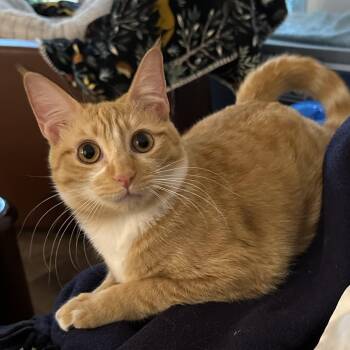 Rescue Domestic Short Hair Cats for Adoption in Los Angeles, California - Fanta | PetCurious