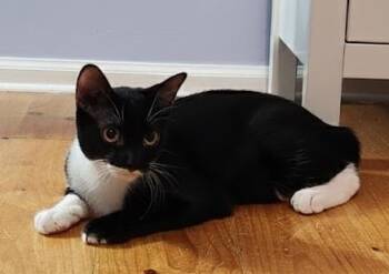 Rescue Domestic Short Hair Cats for Adoption in Mayfield, New York - Goose | PetCurious