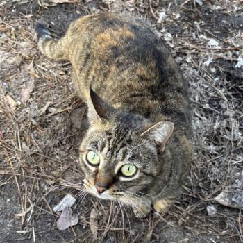 Domestic Short Hair Cats Available for Adoption - Patsy | PetCurious