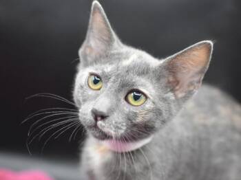 Purrsia -  Domestic Short Hair Cat for Adoption in Portland, Oregon - Purrsia | PetCurious