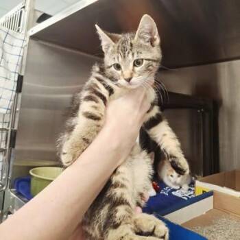 Snoop -  Domestic Short Hair Cat Available for Adoption in Voorhees Township, New Jersey - Snoop | PetCurious