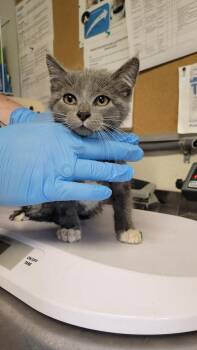 Domestic Short Hair Cats Available for Adoption in Bolivar, Missouri - R2-D2 | PetCurious