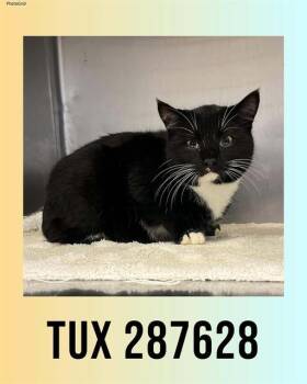 Domestic Short Hair Cats Available for Adoption - TUX | PetCurious