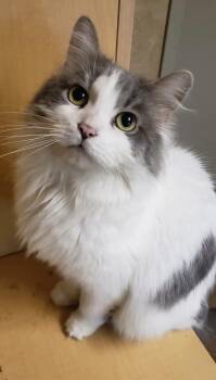 LouLou -  Domestic Long Hair Cat for Adoption in Wedgefield, South Carolina - LouLou | PetCurious