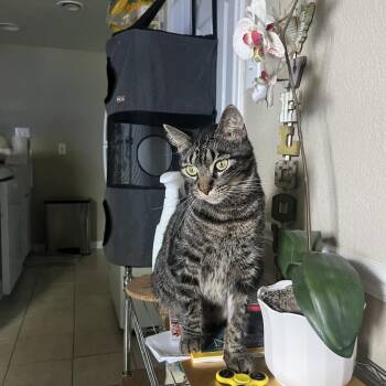 Domestic Short Hair Cats Available for Adoption - Juan | PetCurious