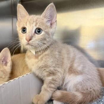 Glove World -  Domestic Short Hair Cat for Adoption in Richmond, Virginia - Glove World | PetCurious