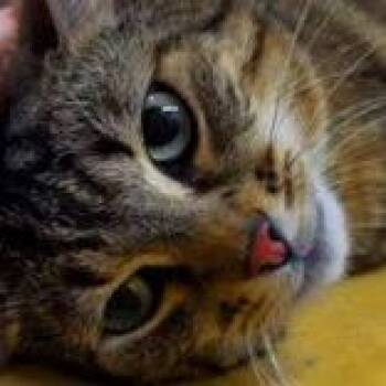 Floppsy -  Domestic Short Hair and Mixed Breed Cat for Adoption in Santa Fe, Texas - Floppsy | PetCurious