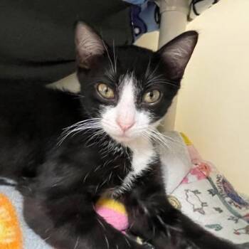 Rubik`s Cube -  Domestic Short Hair Cat for Adoption in Wheaton, Illinois - Rubik`s Cube | PetCurious