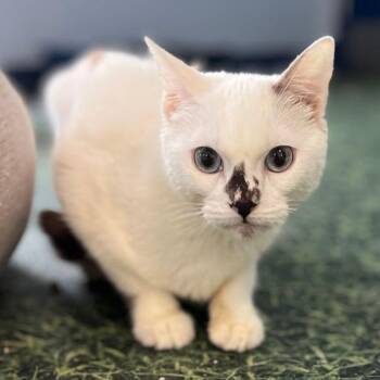 Triskit -  Domestic Short Hair Cat for Adoption in Kingman, Arizona - Triskit | PetCurious