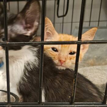 Tom in Manchester, MD -  Domestic Short Hair Cat for Adoption - Tom In Manchester, MD | PetCurious