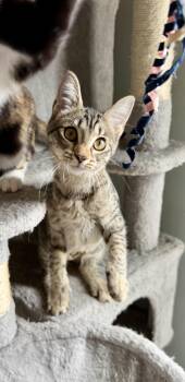 Rescue Domestic Short Hair Cats for Adoption in Greensboro, Georgia - Pipsqueak - Greensboro GA | PetCurious