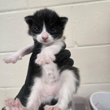 Clatter -  Domestic Short Hair Cat for Adoption in Reno, Nevada - Clatter | PetCurious