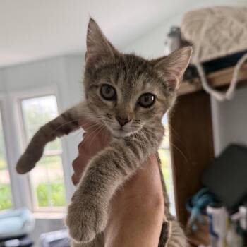 Jasmine (in Stevensville, MD) -  Domestic Short Hair Cat for Adoption - Jasmine (in Stevensville, MD) | PetCurious