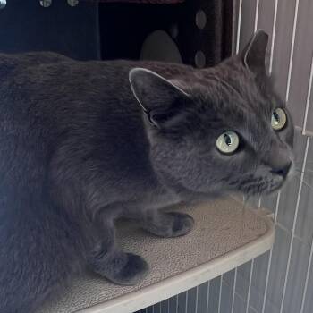 Harry -  Domestic Short Hair Cat for Adoption in Kanab, Utah - Harry | PetCurious