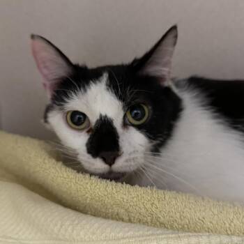 Domestic Short Hair Cats Available for Adoption in Kearney, Nebraska - Booger | PetCurious