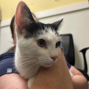 Fibonacci -  Domestic Short Hair Cat for Adoption in Charlottesville, Virginia - Fibonacci | PetCurious