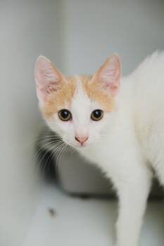 Rolo -  Domestic Medium Hair Cat for Adoption in Honolulu, Hawaii - Rolo | PetCurious