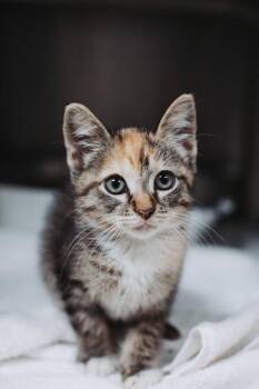 93896a Maple-Petco North Charleston -  Domestic Short Hair Cat for Adoption in North Charleston, South Carolina - 93896a Maple-Petco North Charleston | PetCurious