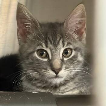 Nuggy -  Domestic Short Hair Cat for Adoption in Falls Church, Virginia - Nuggy | PetCurious