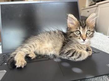 Amanita [Pink] -  Domestic Short Hair Cat for Adoption in Chamblee, Georgia - Amanita [Pink] | PetCurious