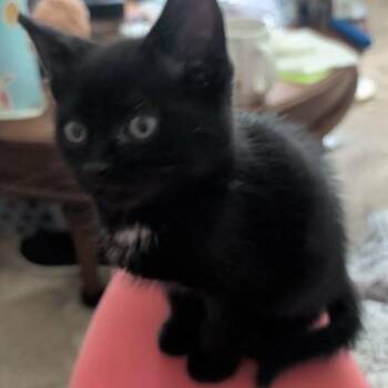 Goose -  Domestic Medium Hair Cat for Adoption in Mocksville, North Carolina - Goose | PetCurious