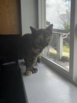 Harper -  Domestic Short Hair Cat for Adoption in Potsdam, New York - Harper | PetCurious