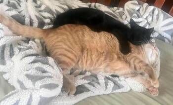 Maverick -  Domestic Medium Hair Cat for Adoption in Chicago, Illinois - Maverick | PetCurious