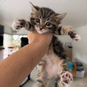 Ivy -  Domestic Short Hair Cat for Adoption in Tustin, California - Ivy | PetCurious