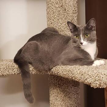 Domestic Short Hair Cats Available for Adoption - Oakley | PetCurious