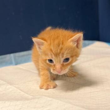 kitkat -  Domestic Short Hair Cat for Adoption in Philadelphia, Pennsylvania - Kitkat | PetCurious