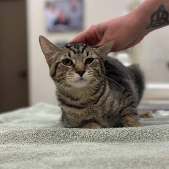 Bubbles -  Domestic Short Hair Cat for Adoption in Nashville, Indiana - Bubbles | PetCurious