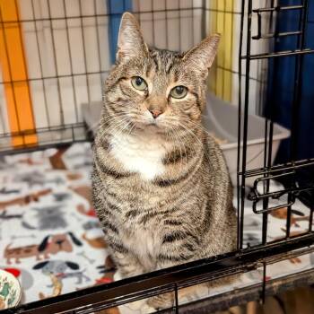 Domestic Short Hair Cats Available for Adoption - Scooter | PetCurious