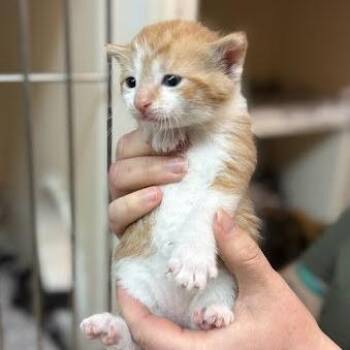 Domestic Short Hair Cats Available for Adoption in Madison, Wisconsin - Monkeybars | PetCurious