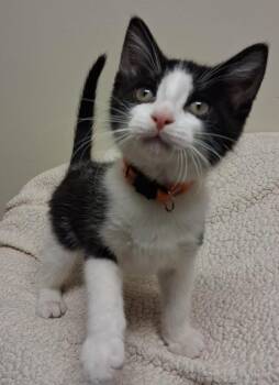 Kevin -  Domestic Medium Hair Cat for Adoption in Fremont, Ohio - Kevin | PetCurious