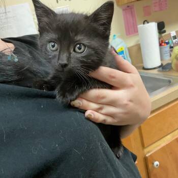 Domestic Short Hair Cats Available for Adoption in Monroe, Louisiana - Clara | PetCurious