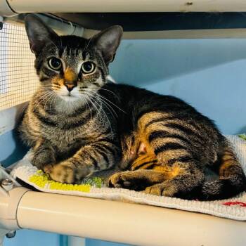Zinnia -  Domestic Short Hair Cat for Adoption in Brownsboro, Alabama - Zinnia | PetCurious