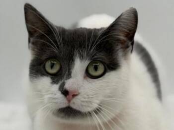 Meowzee -  Domestic Short Hair Cat for Adoption in Portland, Oregon - Meowzee | PetCurious