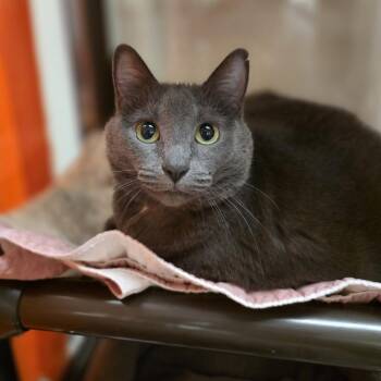 Jupe -  Domestic Short Hair and Mixed Breed Cat for Adoption in Oshkosh, Wisconsin - Jupe | PetCurious