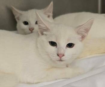 Saga -  Domestic Short Hair Cat for Adoption in Orange, Virginia - Saga | PetCurious