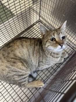 Domestic Short Hair Cats Available for Adoption - Rose | PetCurious